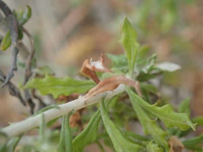 Phagnalon rupestre, photographed by Henrik Kibak