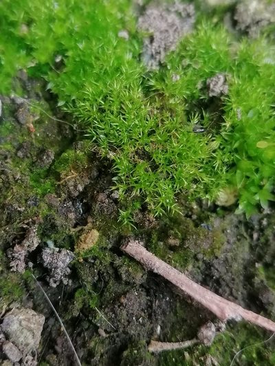Rhizogemma staphylina, photographed by S.R.
