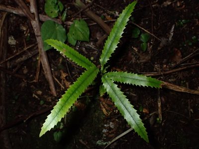 Knightia excelsa, photographed by Saryu Mae 前 朝琉