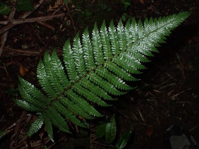 Dicksonia squarrosa, photographed by Saryu Mae 前 朝琉