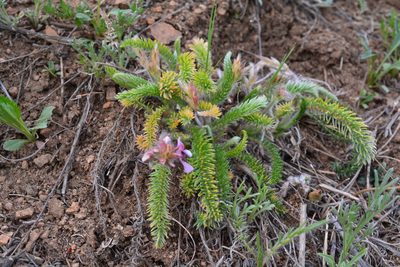 Oxytropis myriophylla, photographed by Ochirnima Nimaev