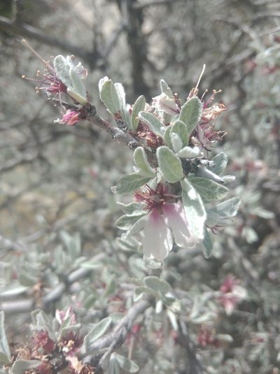 Prunus argentea, photographed by Ben Costamagna