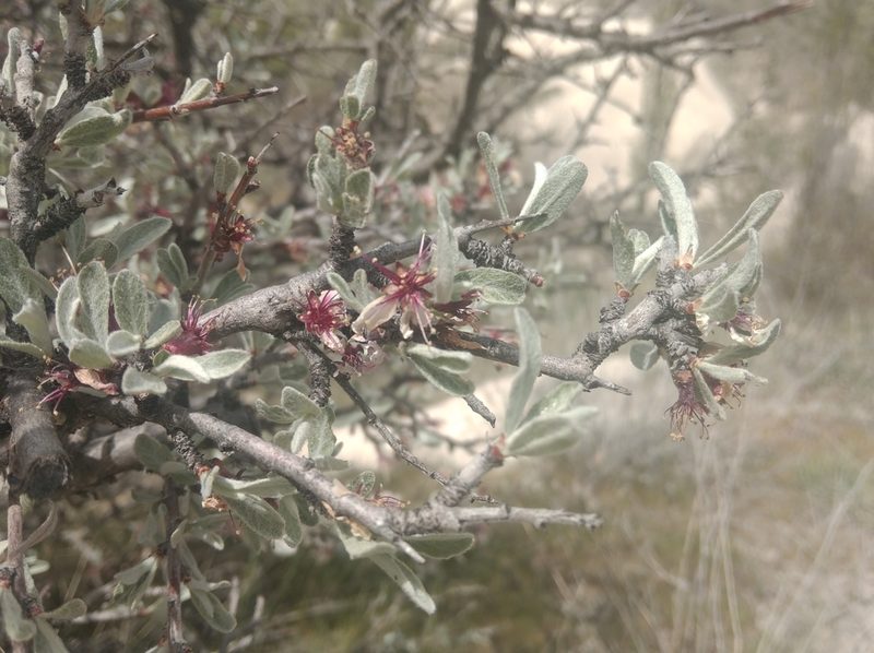Prunus argentea, photographed by Ben Costamagna