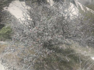Prunus argentea, photographed by Ben Costamagna