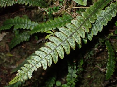 Austroblechnum membranaceum, photographed by Saryu Mae 前 朝琉