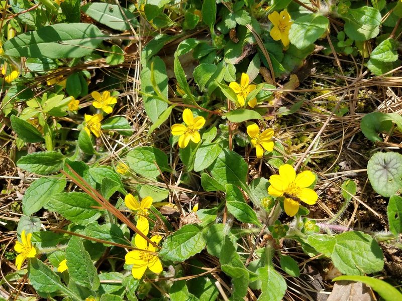 Chrysogonum repens, photographed by Leila Dasher