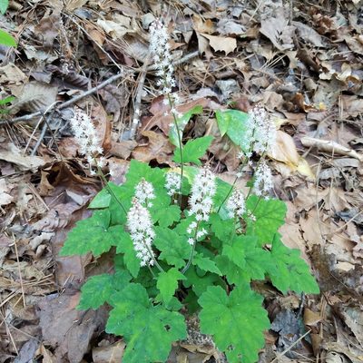 Tiarella nautila, photographed by Leila Dasher