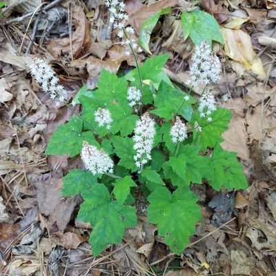 Tiarella nautila, photographed by Leila Dasher