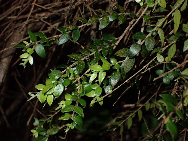 Metrosideros colensoi, photographed by Saryu Mae 前 朝琉