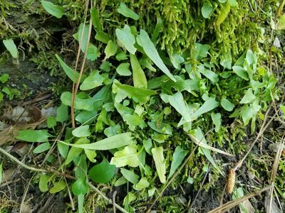 Asplenium rhizophyllum, photographed by Leila Dasher