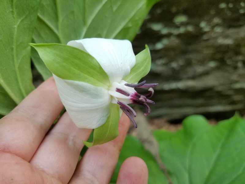 Trillium rugelii, photographed by Leila Dasher