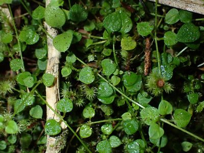 Stellaria parviflora, photographed by Saryu Mae 前 朝琉