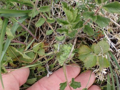 Drymocallis glandulosa, photographed by Shane Johnson