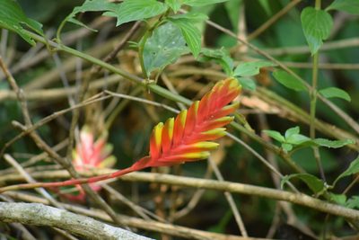 Vriesea carinata, photographed by Cajá-manga