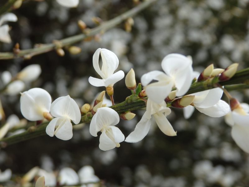 Cytisus multiflorus, photographed by Carminda Santos