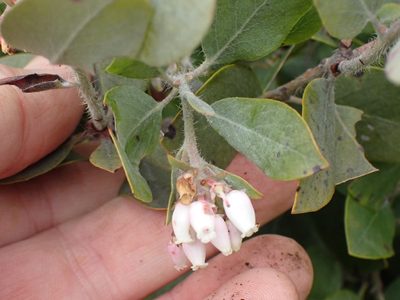 Arctostaphylos columbiana, photographed by Shane Johnson