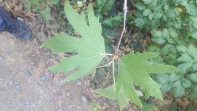Platanus orientalis, photographed by Troy Paterson