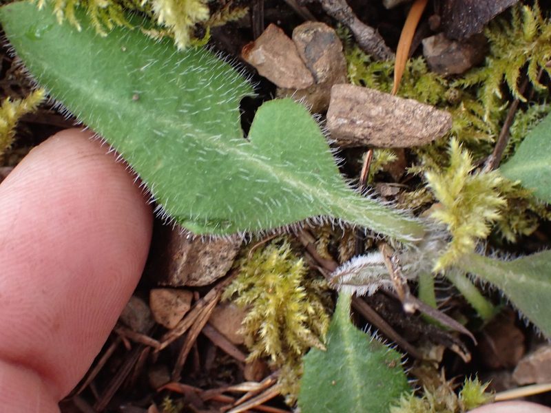 Hieracium albiflorum, photographed by Shane Johnson