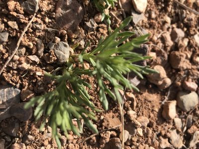 Teucrium laciniatum, photographed by Teri Neville