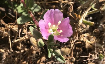 Clarkia davyi, photographed by Karen and Mike