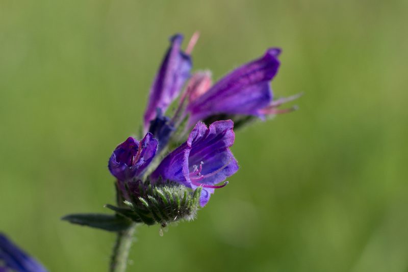 Echium tuberculatum, photographed by Daniela Costa