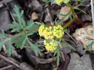 Sanicula graveolens, photographed by Shane Johnson