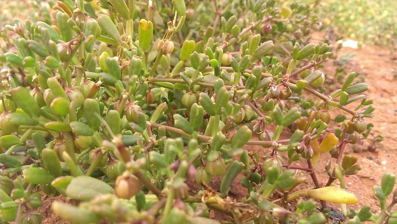 Roepera iodocarpa, photographed by Hugo Innes