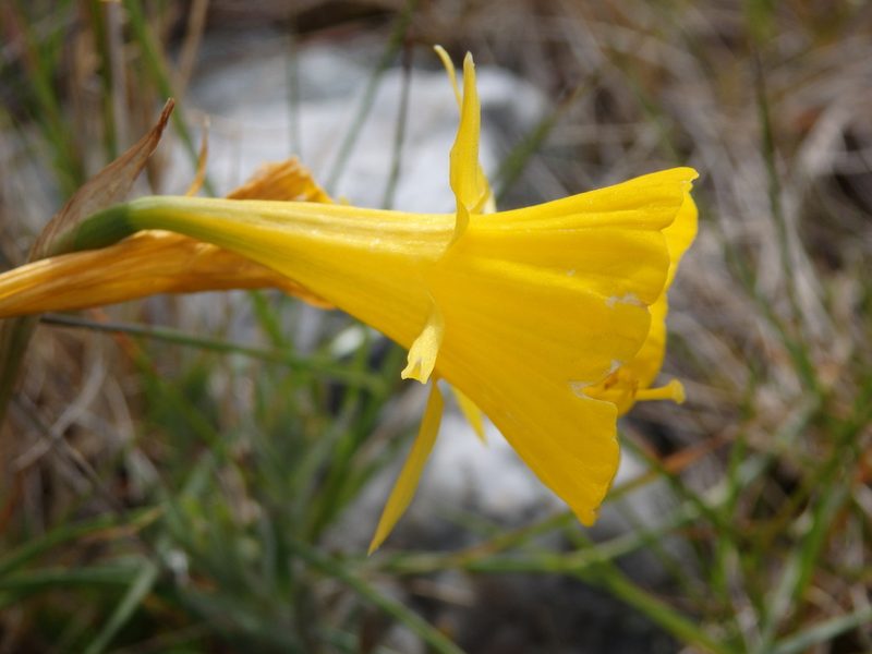 Narcissus bulbocodium, photographed by Carminda Santos