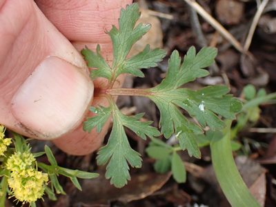 Sanicula graveolens, photographed by Shane Johnson