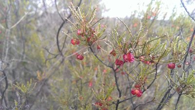 Dodonaea lobulata, photographed by Hugo Innes