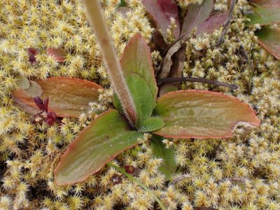 Micranthes integrifolia, photographed by Shane Johnson