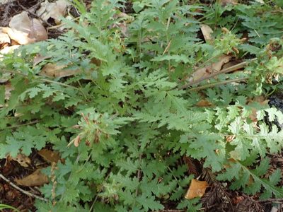 Pedicularis dudleyi, photographed by joergmlpts