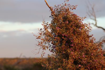 Duperreya sericea, photographed by Hugo Innes
