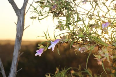 Eremophila clarkei, photographed by Hugo Innes