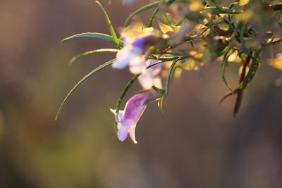 Eremophila clarkei, photographed by Hugo Innes