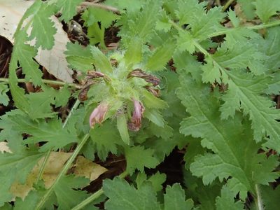 Pedicularis dudleyi, photographed by joergmlpts