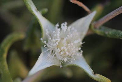 Gunniopsis quadrifida, photographed by Hugo Innes