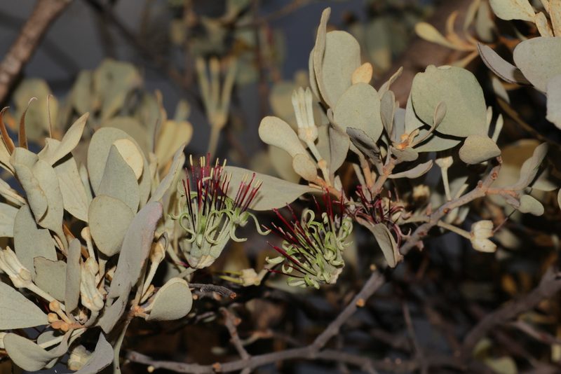 Amyema fitzgeraldii, photographed by Hugo Innes