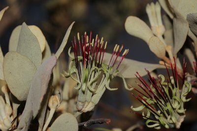 Amyema fitzgeraldii, photographed by Hugo Innes