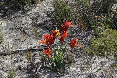 Anigozanthos humilis, photographed by Hugo Innes