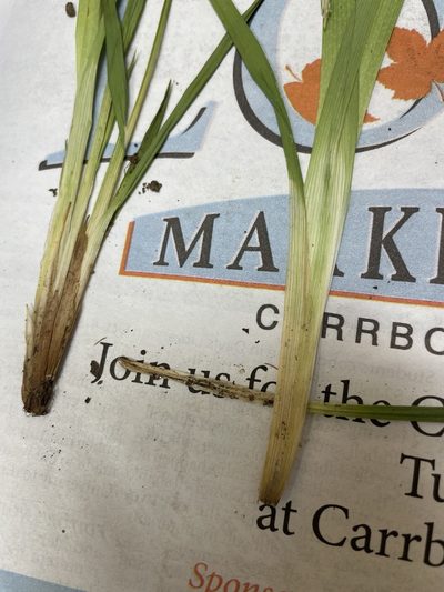 Carex radfordii, photographed by Brandon Wheeler