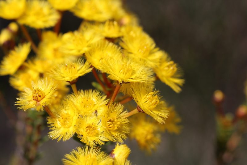 Verticordia nobilis, photographed by Hugo Innes