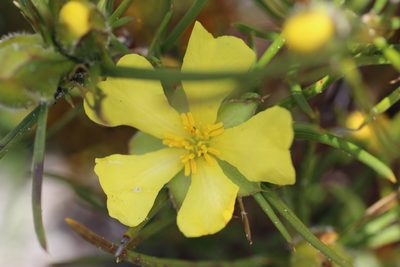 Hibbertia striata, photographed by Hugo Innes