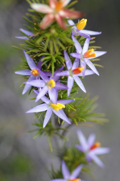 Calectasia narragara, photographed by Hugo Innes