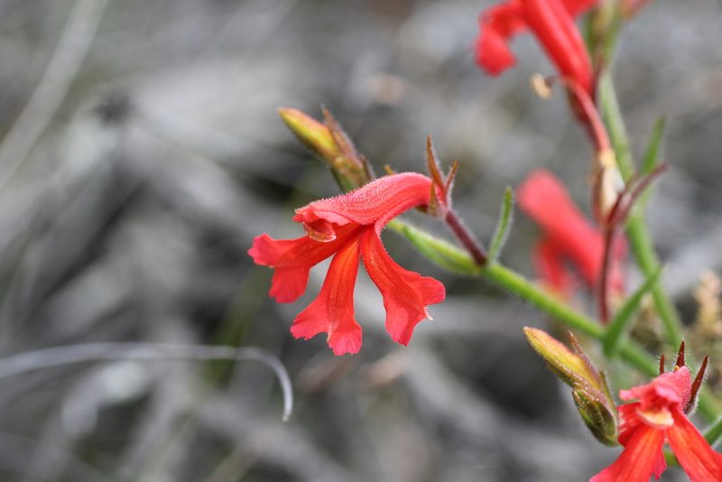 Leschenaultia hirsuta, photographed by Hugo Innes