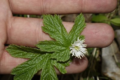 Hydrastis canadensis, photographed by John Brown