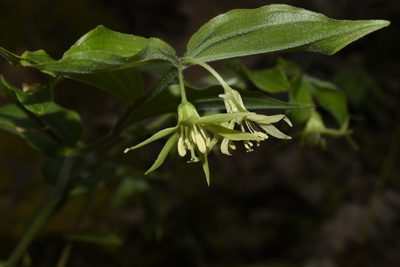Prosartes lanuginosa, photographed by John Brown