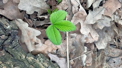 Fragaria moschata, photographed by BDaniil