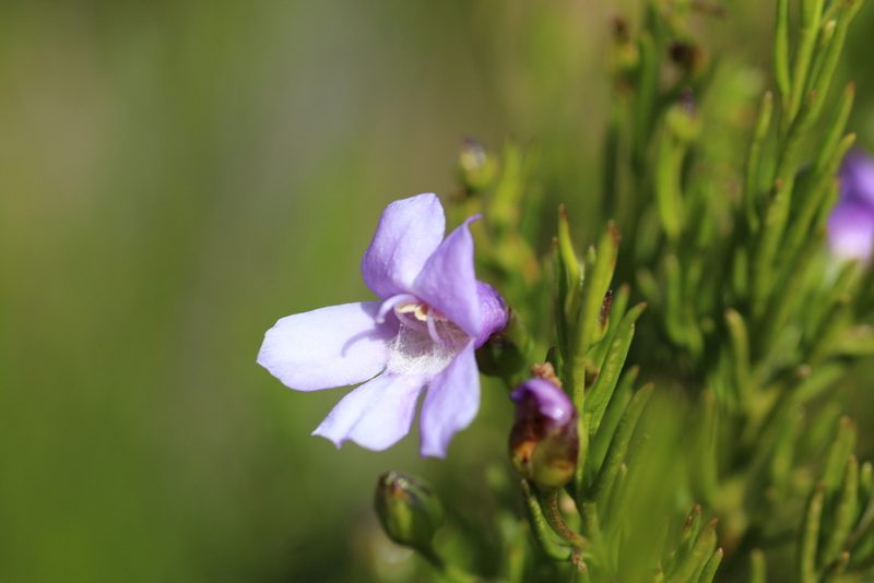 Eremophila papillata, photographed by Hugo Innes
