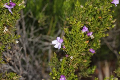 Eremophila papillata, photographed by Hugo Innes